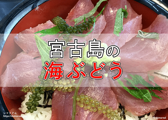 宮古島で海ぶどうを手に入れるには?養殖場へ直接行こう! 宮古島で海ぶどうを手に入れるには?養殖場へ直接行こう!