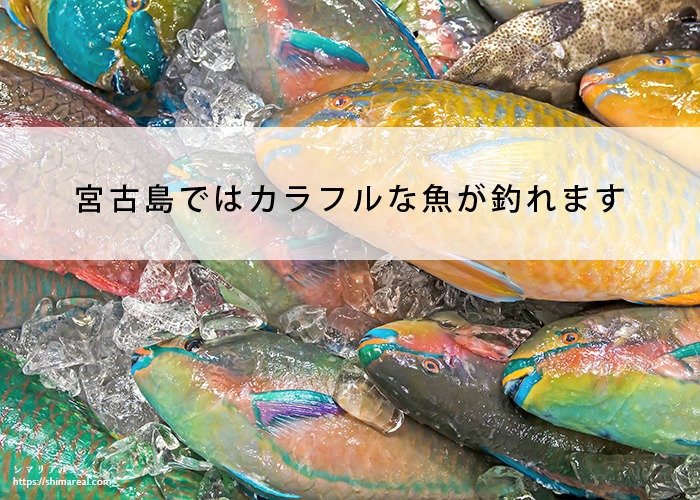 宮古島ではカラフルな魚が釣れます