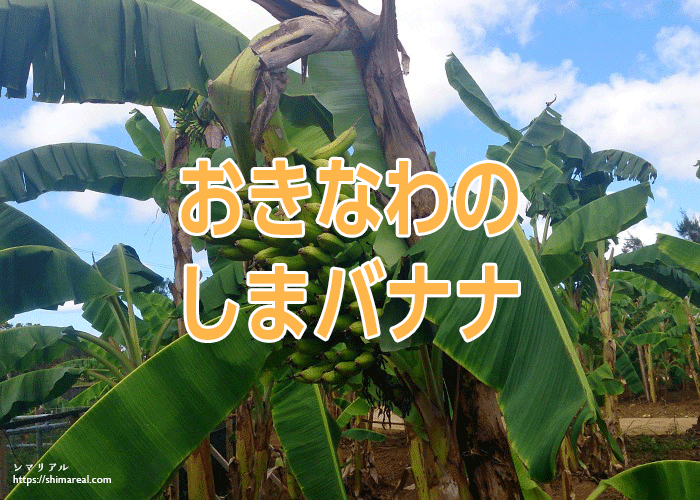 沖縄の島バナナ